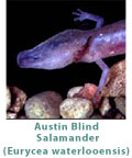 austin-blind-salamander