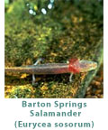barton-springs-salamander