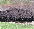 caves-braken-bat-cave