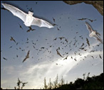 caves-frio-bat-cave