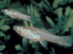 Fountain Darters