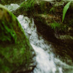 Water Guardians Membership