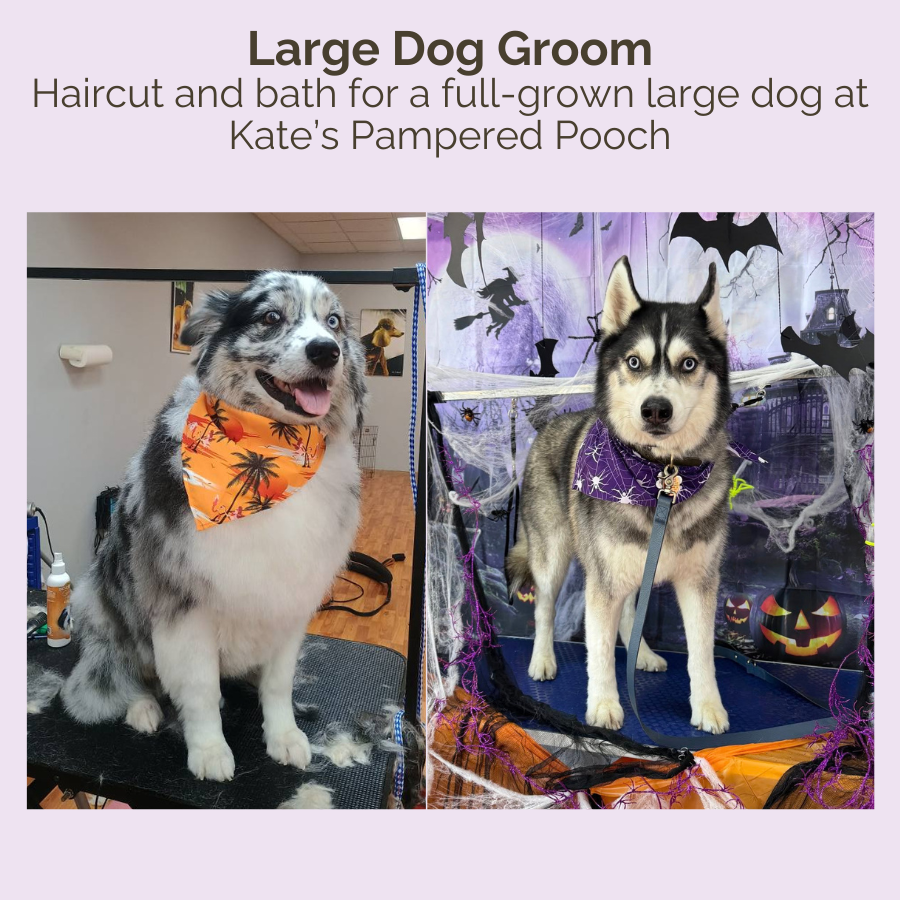 Kate's Pampered Pooch auction image (1)