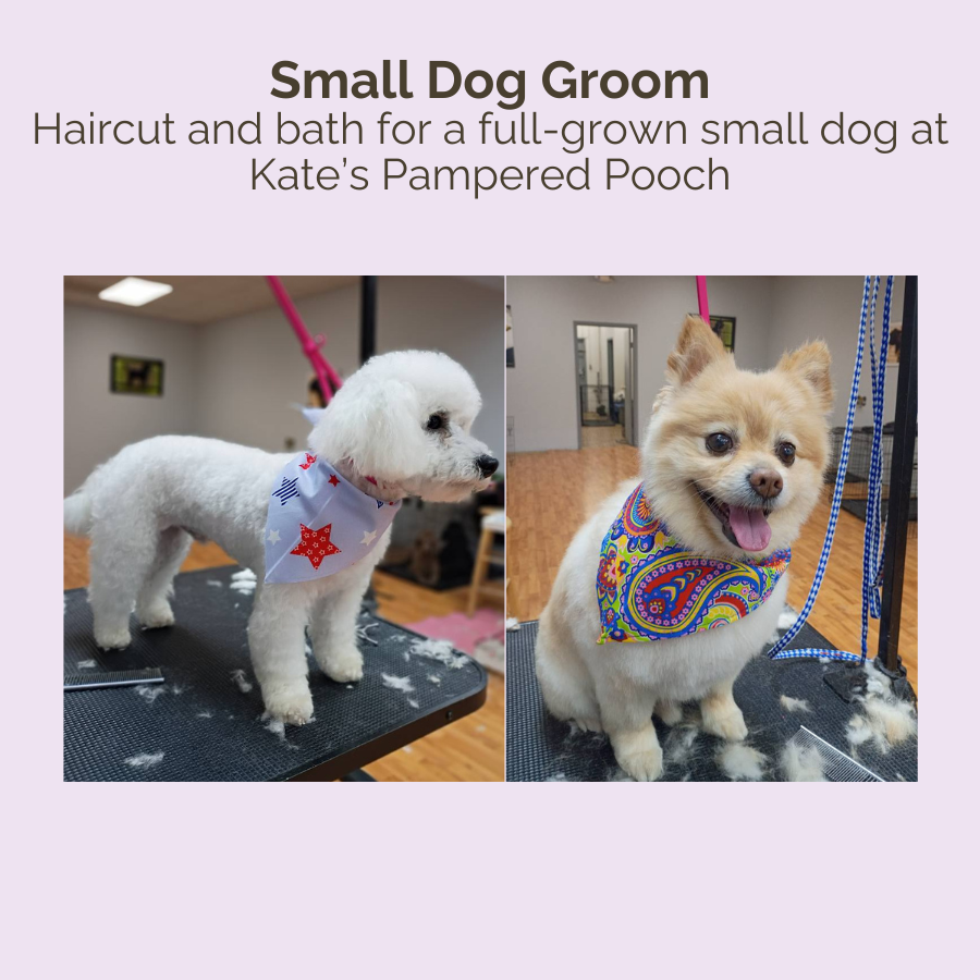 Kate's Pampered Pooch auction image
