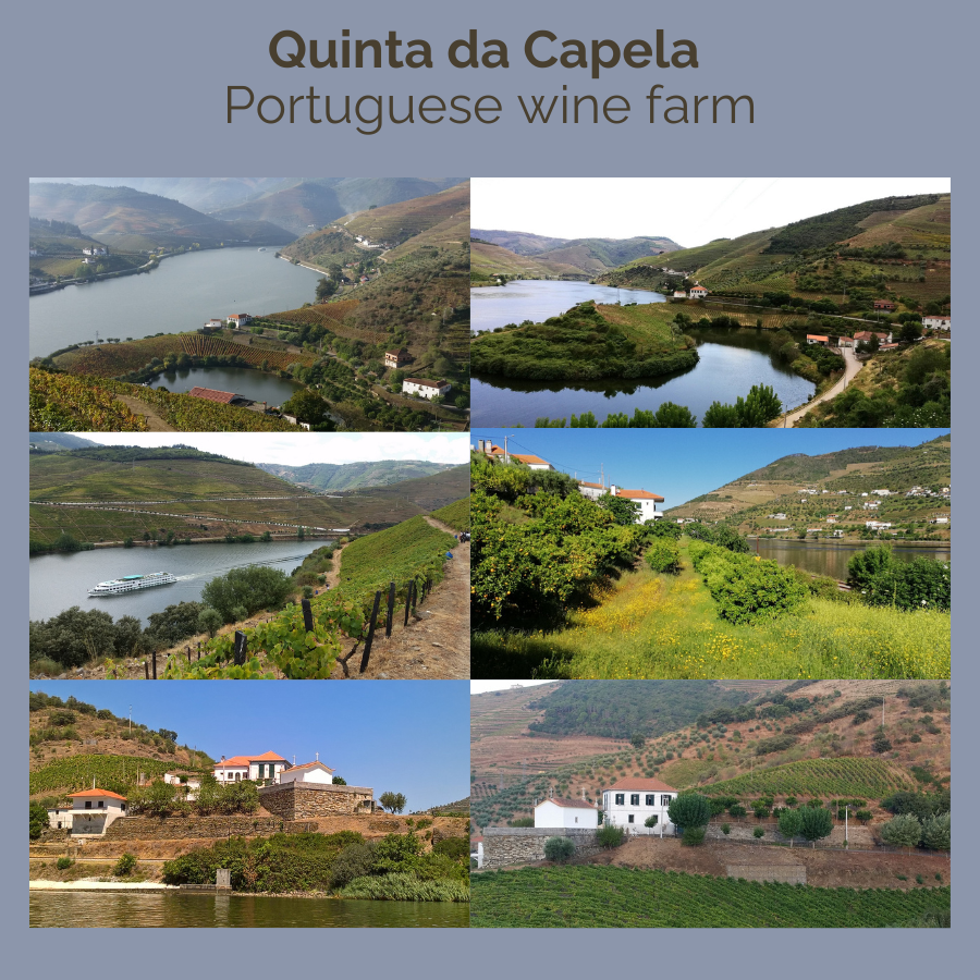 portuguese wine farm auction image