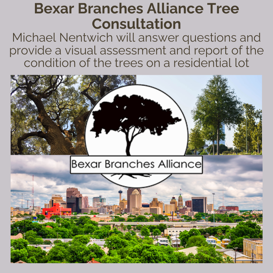 Tree Consult auction image (1)